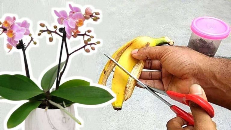 Popular Homemade Orchid Fertilizer Recipe - Granny Tricks