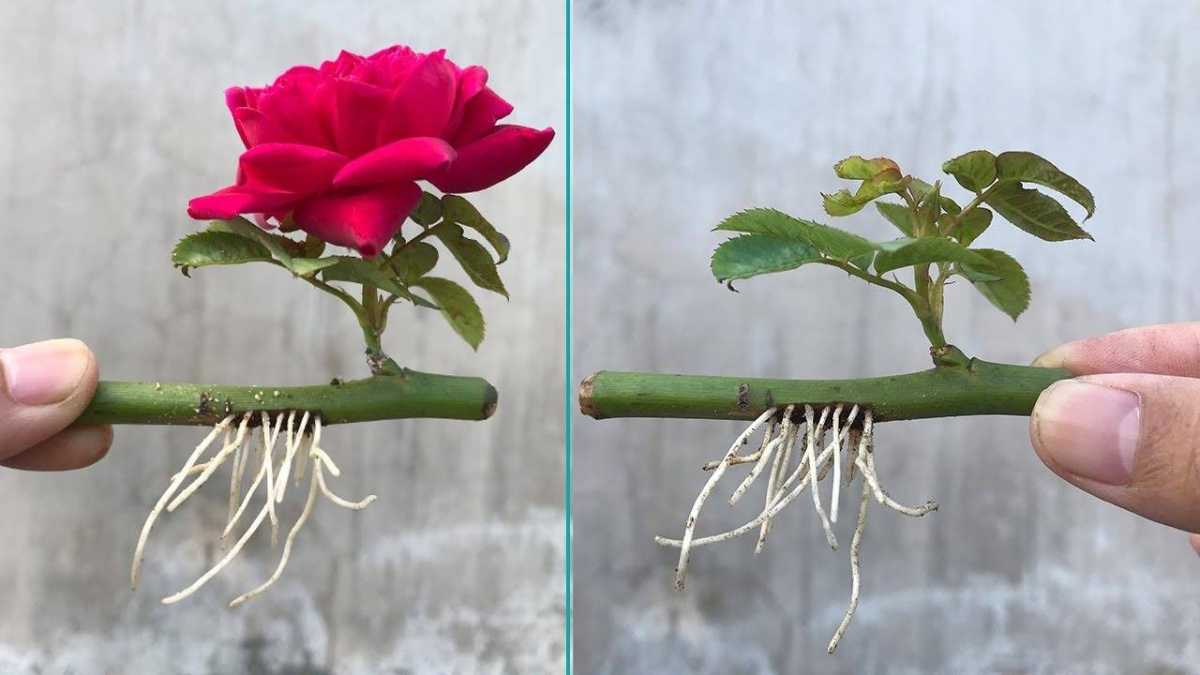 How to Propagate Roses with a Glass of Water: They Bloom Within a Few ...