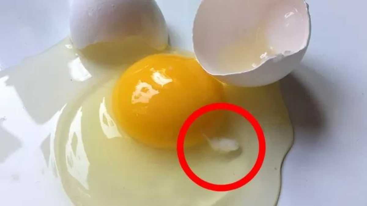 What is the White Spot on Egg Yolks? – You Asked It!