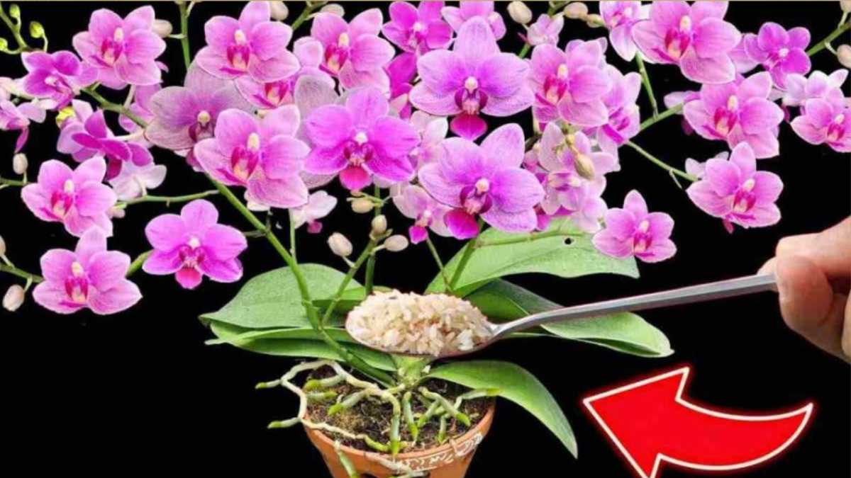 Orchids, How to Make 100 Flowers Bloom at the Same Time - Granny Tricks