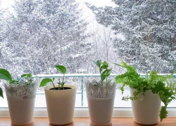 Avoid These 6 Houseplant Care Mistakes During Winter!