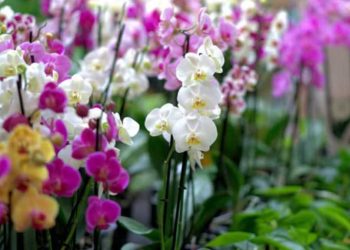 Cutting orchids: You should avoid these 5 mistakes