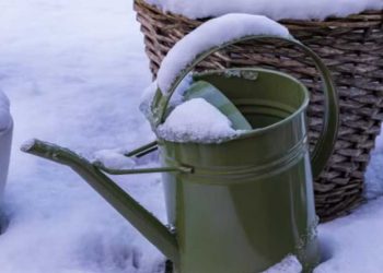 Why You Shouldn't Forget To Water Your Trees In The Winter