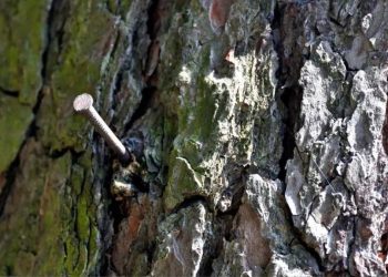 Can a Nail Kill an Entire Tree?