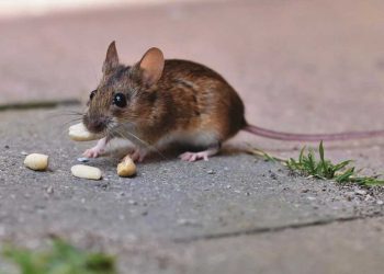 How to really get rid of mice: these 4 home remedies will help